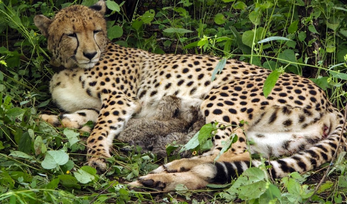Project Cheetah के तहत Kuno National Park में जन्मी KGP12 ने चार शावकों को दिया जन्म