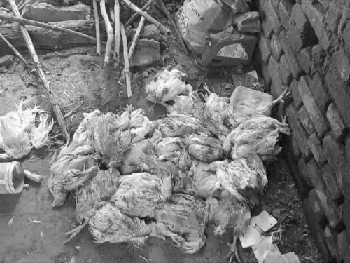 चतरा में भारी बारिश से मुर्गा फार्म ढहा:कसमार गांव में 900 मुर्गों की मौत, व्यवसायी को 15 लाख का नुकसान, मुआवजे की मांग
