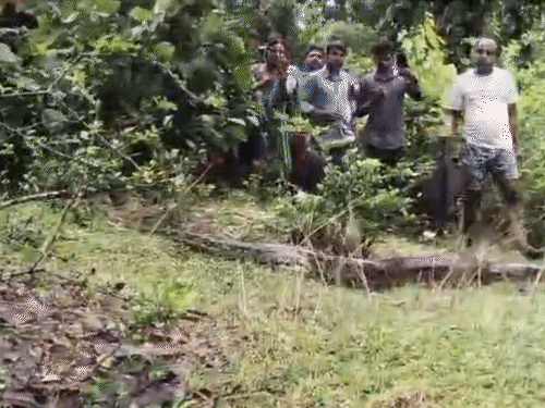 हजारीबाग में दिखा 15 फीट लंबा अजगर:ग्रामीणों की भीड़ जुटी, बारिश के बाद गांव पहुंचा; वन विभाग ने सावधानी बरतने की दी सलाह