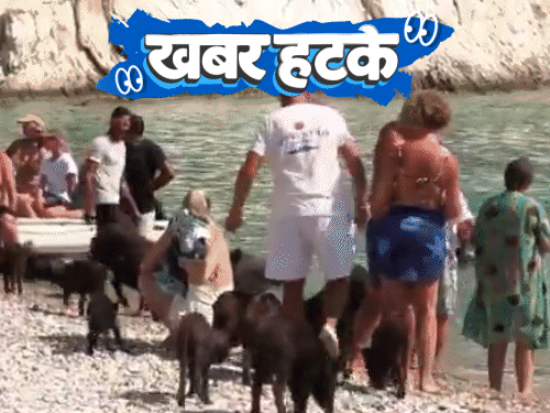 खबर हटके- ग्रीस में सूअरों के साथ तैरने का ट्रेंड:चीन के लिए जासूसी करेगी ‘मछली’; कबाड़ से बना दी टेस्ला की साइबरट्रक