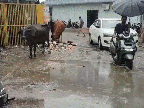 ‘भास्कर समाधान’ पहुंचा जनता के बीच:गांधी पथ से चांदपोल और जेएलएन रोड तक बिगड़े हालात, लोग बोले- हर मानसून में यही हाल, आखिर कब होगा समाधान