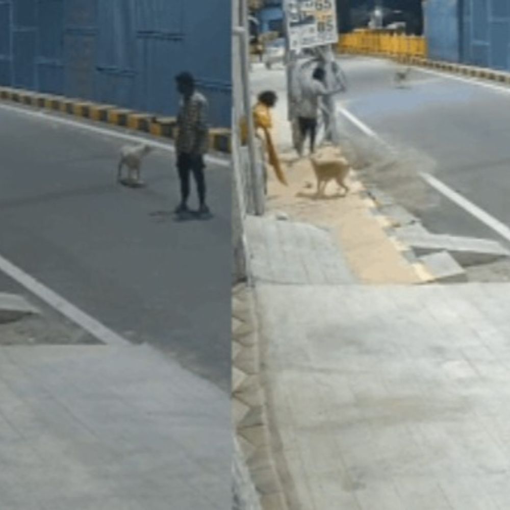 तमिलनाडु में डॉग ने महिला को यौन उत्पीड़न से बचाया…VIDEO:मेंटली डिस्टर्ब युवती से जबरदस्ती की कोशिश कर रहा था युवक, पीछा कर भगाया