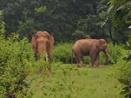 गुमला में हाथियों ने मचाई तबाही, एक बुजुर्ग को कुचला:भरनो, डुमरी और कामडरा में घरों-फसलों को नुकसान; दहशत में ग्रामीण