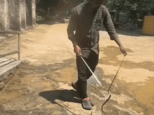 कोरबा में मंदिर और स्कूल में घुसे सांप:सप्तदेव मंदिर में 5 फीट का सांप, स्कूल में डारडोमी दिखा,रेस्क्यू टीम ने सांपों को सुरक्षित निकाला