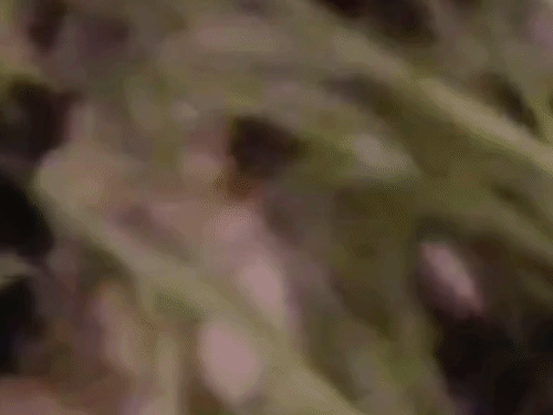 अमरोहा में पुलिस को दिखा तेंदुआ:पुलिस ने रात में गश्त के दौरान देखा, वन विभाग अब तक नहीं पकड़ पाया