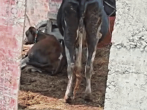 बेगूसराय- घट रहा गंगा का जलस्तर, छतों पर सिमटी जिदंगी:सीढ़ियों के रास्ते छत पर चढ़ाई गायें, लोग बोले- नीचे रहने लायक जगह नहीं