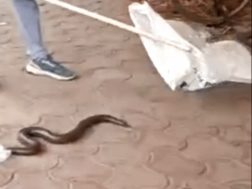 देवास में मैराथन के बाद स्टेडियम में दिखा दोमुंहा सांप:बच्चे देखकर डरे, धावक ने पकड़कर वन विभाग को सौंपा