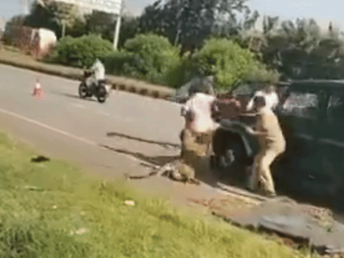कर्नाटक में घायल तेंदुए का रेस्क्यू टीम पर हमला, VIDEO:अधिकारी को जमीन पर पटककर पंजे मारे; कार की टक्कर से घायल हुआ था