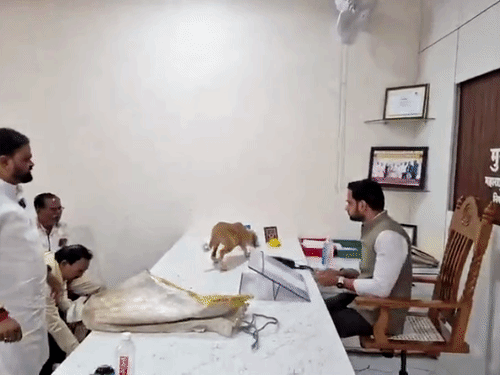कुत्तों को बोरे में भरकर नगर पंचायत ऑफिस पहुंचे लोग:अधिकारी की टेबल पर छोड़े; VIDEO, आवारा कुत्तों से परेशान थे लोग, नासिक का मामला