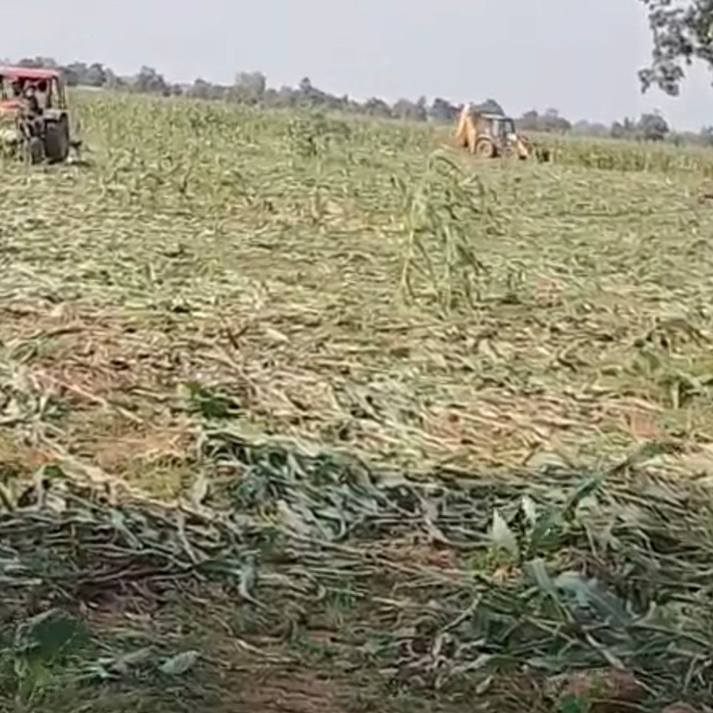 60 बीघा वन भूमि से हटाया अतिक्रमण:बारां में वन विभाग का बड़ा एक्शन, मक्का की फसल नष्ट कर ट्रेंच खुदवाए