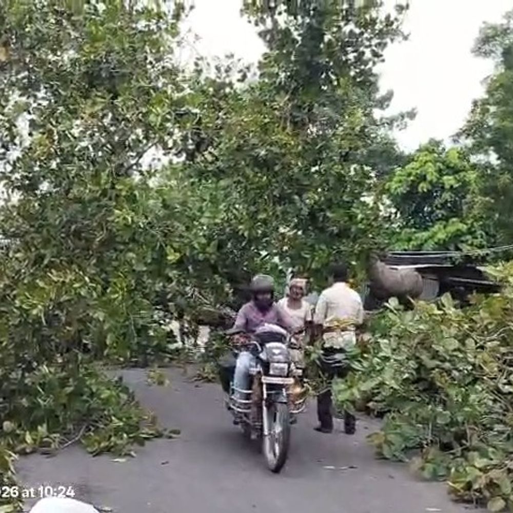 राजौरा-चांदपुरा मुख्य सड़क पर गिरा विशाल पेड़:आवागमन प्रभावित, चांदपुरा, बरैठ समेत आसपास के कई इलाकों में बिजली सप्लाई बंद
