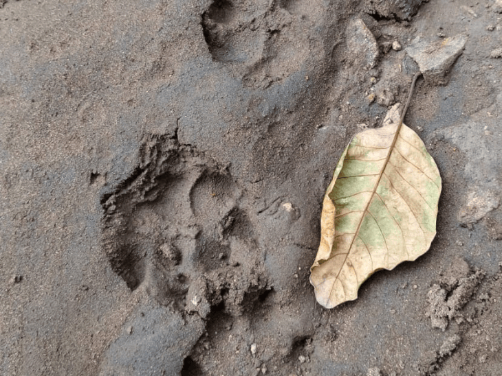 बैतूल के बरसाली में तेंदुए की आहट:3 दिन से ग्रामीणों में डर; ट्रेप कैमरों में नहीं दिखा तेंदुआ, जंगल में मिले पगमार्क