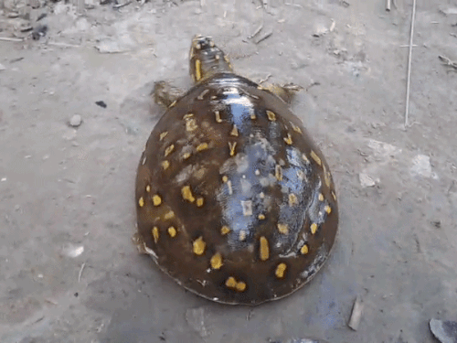 गोपालगंज में बाढ़ के पानी में मिला ‘सुंदरी कछुआ’:पीठ पर दिख रहे A-B-C-D जैसे निशान; पैरों को ढक लेते हैं खोल के फ्लैप