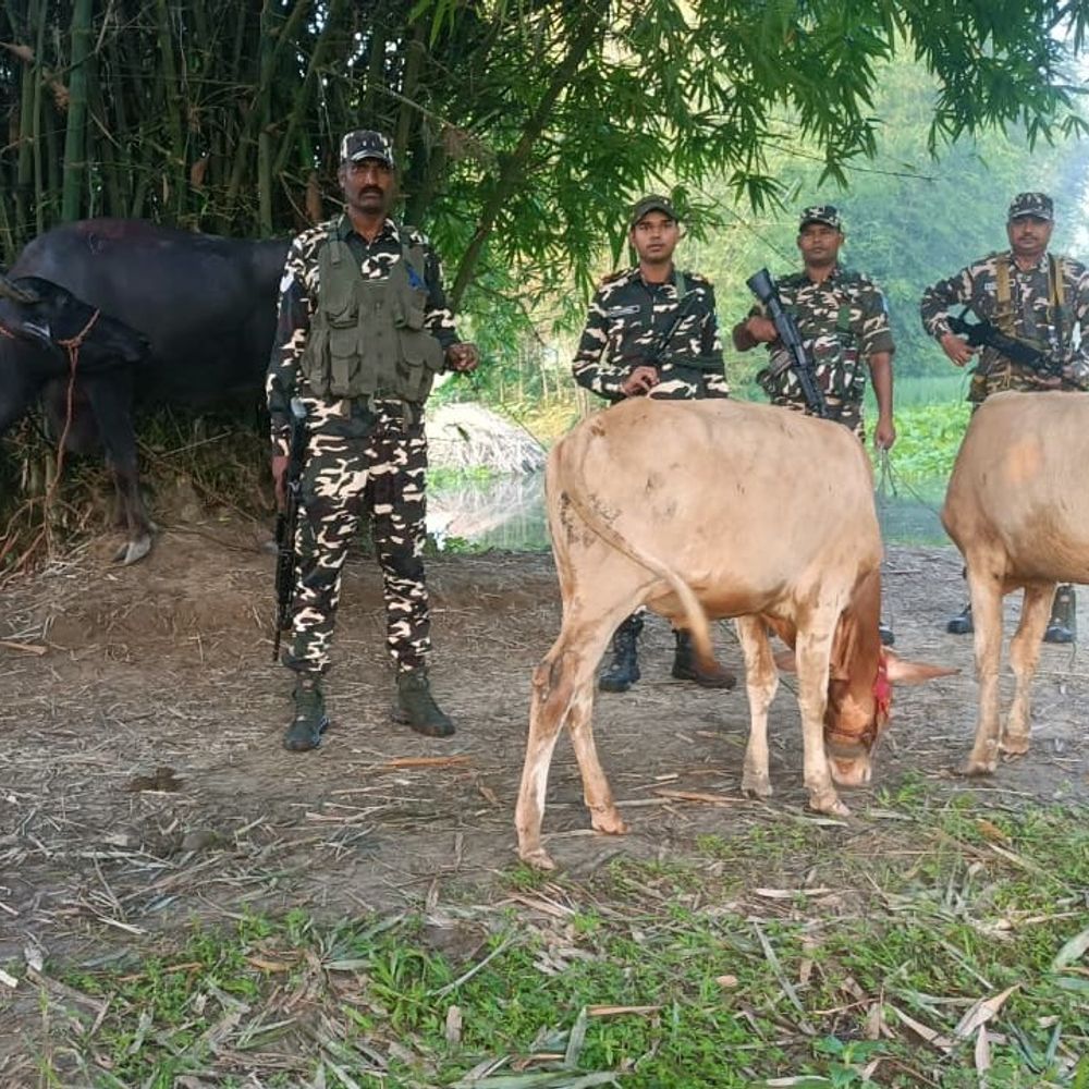 भारत-नेपाल सीमा पर पशु तस्करी की कोशिश नाकाम:SSB ने किए 4 मवेशी बरामद, दो संदिग्ध तस्कर मौके से भागे