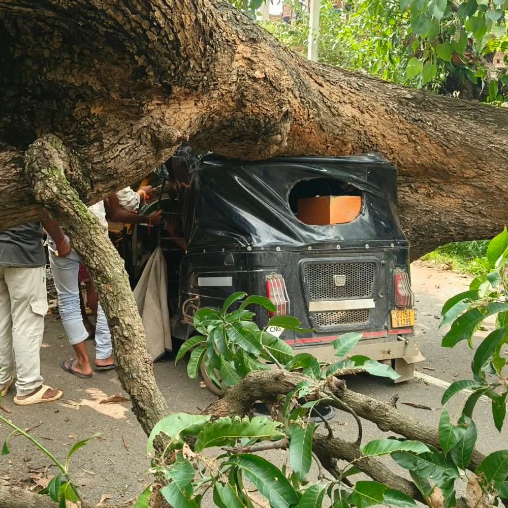 जमुई में ऑटो पर गिरा आम का पेड़, ड्राइवर फंसा:2 घंटे बाद 3 JCB की मदद से निकाला गया, आरी मशीन से पेड़ को काटा; 2 घायल