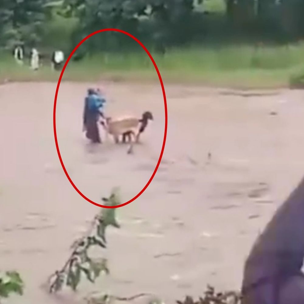 बकरियों के बच्चों को बचाने नाले में उतरीं महिलाएं, VIDEO:तेज बहाव में फंसीं ग्रामीणों ने जान जोखिम में डालकर सुरक्षित निकाला