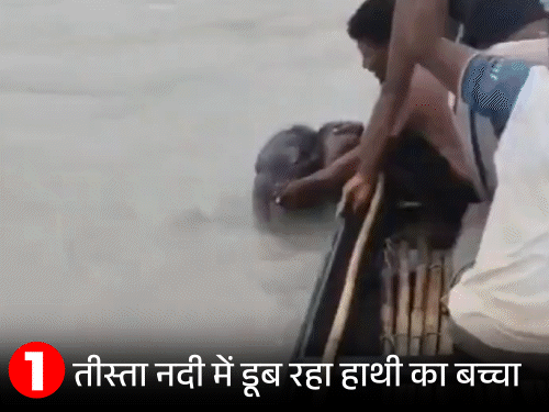 बंगाल में मछुआरों ने हाथी के डूबते बच्चे को बचाया,VIDEO:नाव पर आते ही बचाने वाले से लिपटा, हथिनी मां ने बच्चे को दुलारा