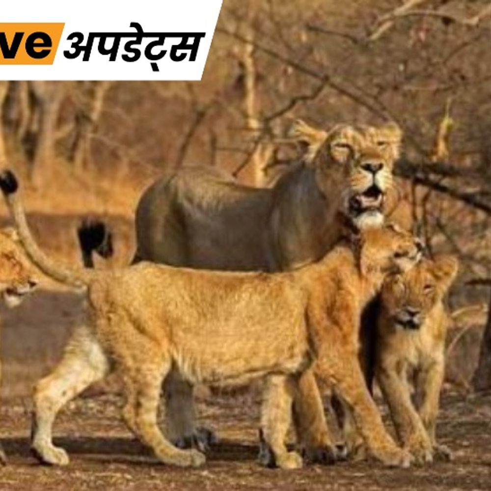 भास्कर अपडेट्स:गुजरात में बीमारी से 62 शेरों की मौत, शावक सबसे ज्यादा प्रभावित