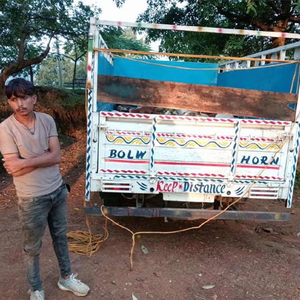 रायगढ़ में पिकप से मवेशी तस्करी; आरोपी गिरफ्तार:झारखंड-ओड़िशा लेकर जा रहा था, घेराबंदी कर पुलिस ने पकड़ा, मवेशी समेत 11 लाख की संपत्ति जब्त