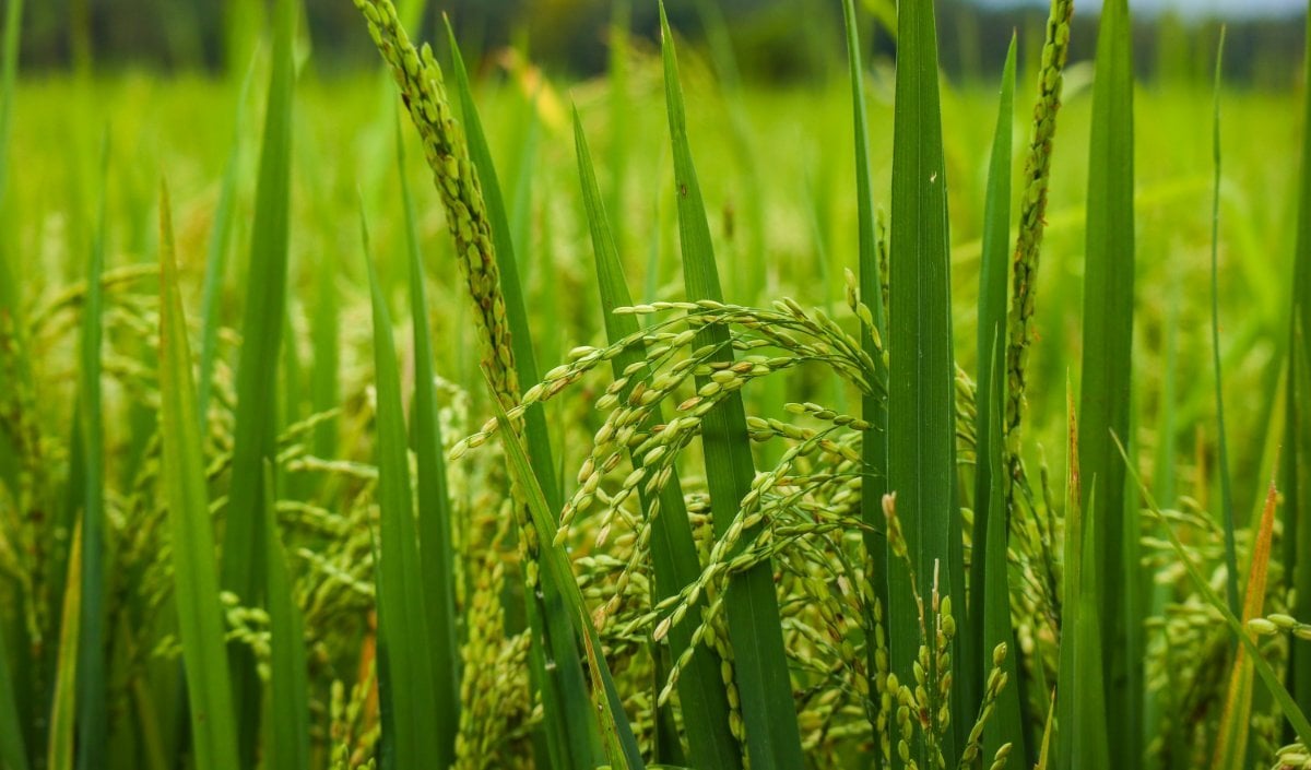 कम बारिश से Rice Output 6.5 Percent घटने का अनुमान, 5.96 करोड़ टन स्टॉक देगा राहत