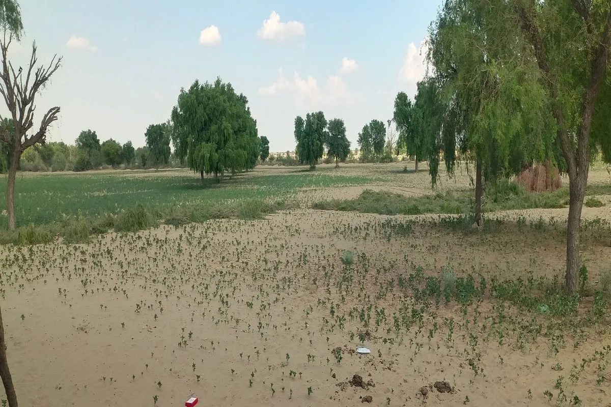 jaisalmer: बारिश रूठी तो खेत सूखे, चरागाह उजड़े, जैसलमेर में गांवों पर दोहरी मार