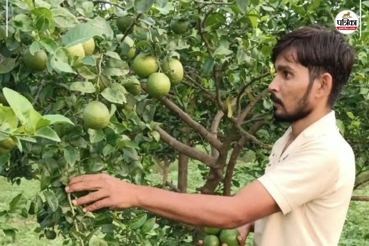 Rajasthan Farmers : परंपरागत खेती से हटकर की खेती, तो लोगों ने उड़ाया मजाक, किसान अवधेश मीना ने कमाई से दिया जवाब