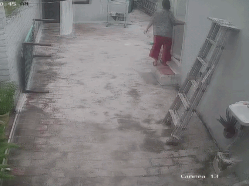 पानीपत में बंदरों के हमले में युवती का दांत टूटा,VIDEO:छत से सिर पर कूदा, कमरे तक पीछा किया; कमिश्नर बोले- पकड़कर छोड़ने की जगह नहीं