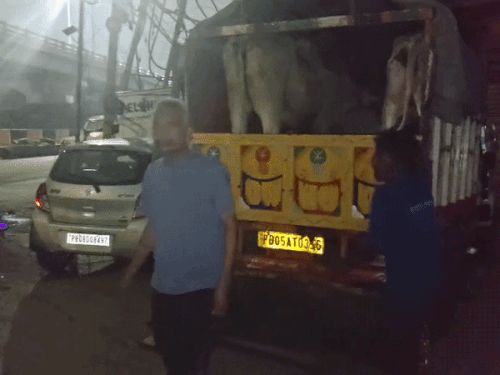 जालंधर में गोवंश से भरी दो गाड़ियां पकड़ीं:एक ड्राइवर गिरफ्तार, VHP का आरोप बंटी पार्षद की गाड़ी, पुलिस जांच शुरु
