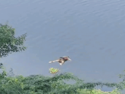 चंबल नदी में मिला युवक का शव, पास दिखा मगरमच्छ:लोगों ने वीडियो बनकर कंट्रोलरूम को सूचना दी, गोताखोरों ने बाहर निकाली डेडबॉडी