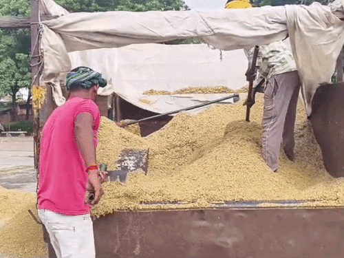 पानीपत अनाज मंडी में बिन मौसम बारिश की मार:भीगा लाखों क्विंटल धान, खरीद व लिफ्टिंग प्रक्रिया पर पड़ा ब्रेक