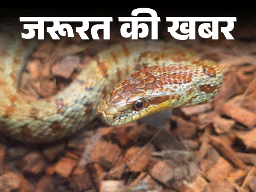 जरूरत की खबर- मानसून में बढ़ते सांप काटने के केसेज:सांप काटे तो तुरंत करें ये 6 काम, ये 10 गलतियां न करें, बता रहे हैं डॉक्टर