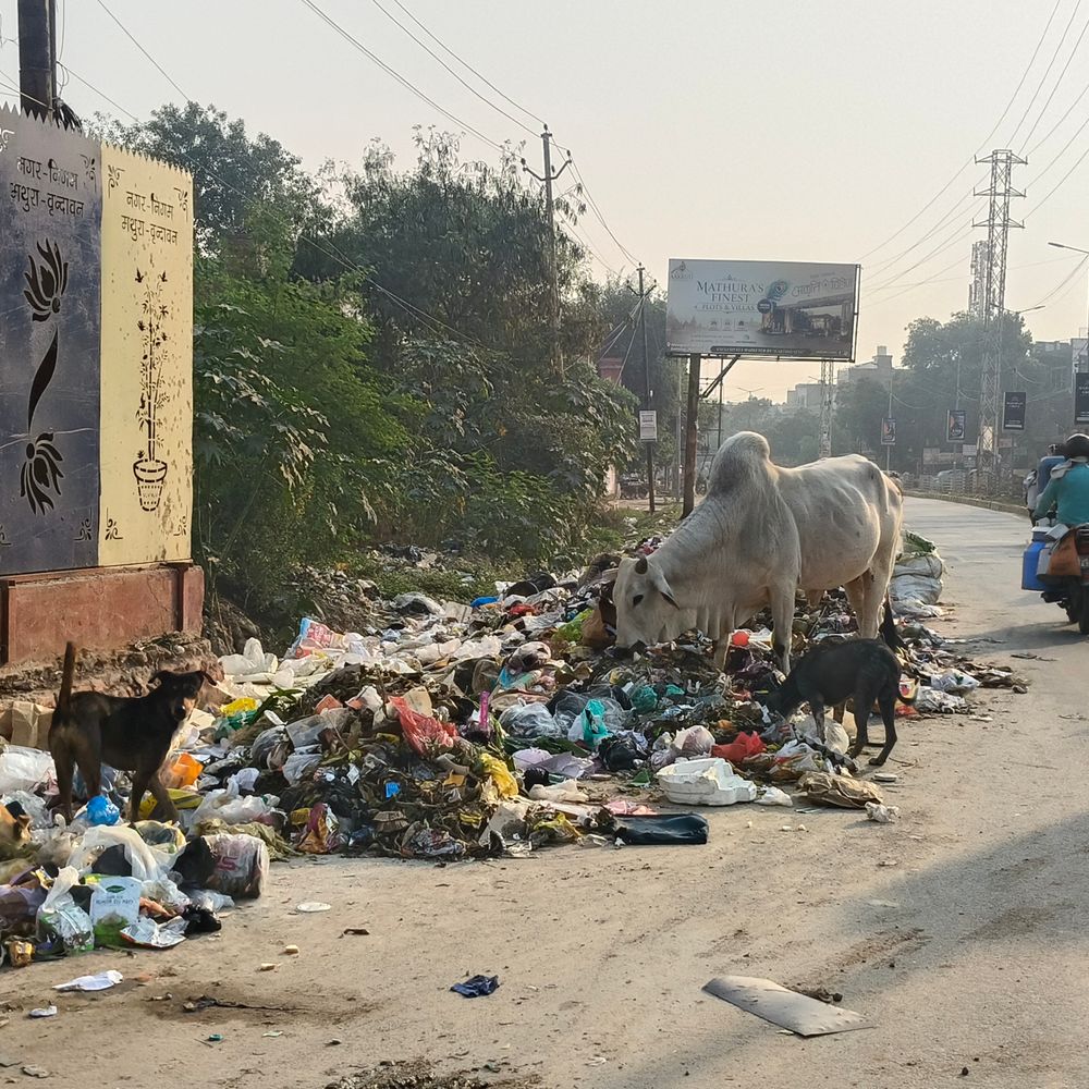 कूड़े के ढेर में भोजन तलाश रहीं गायें:गोवर्धन रोड पर गंदगी से राहगीर परेशान, गौशालाओं की व्यवस्था पर उठे सवाल