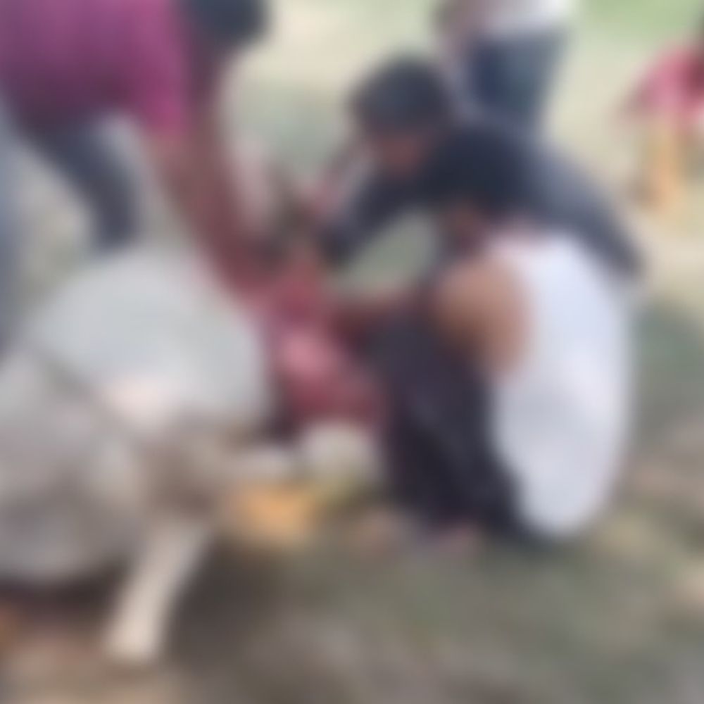सांड ने सींग मारकर गर्भवती घोड़ी का पेट फाड़ा:गर्भ में पल रहे बच्चे की मौत, बदायूं में घर के बाहर बंधी थी घोड़ी; हालत गंभीर