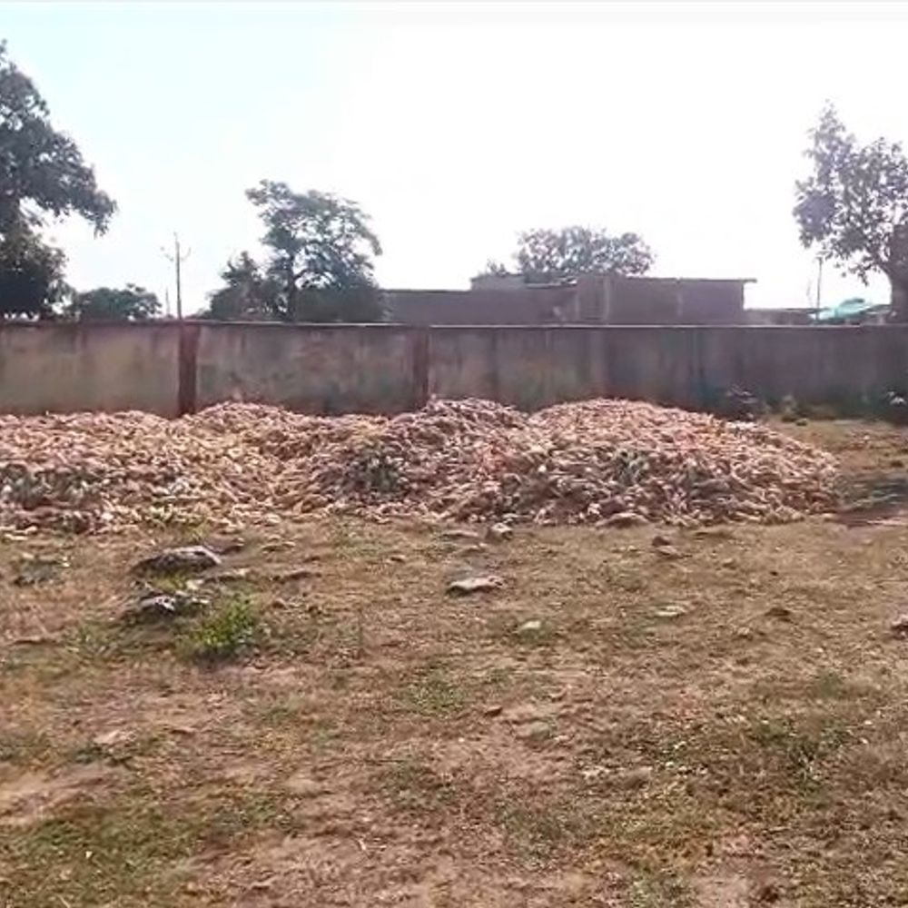 गुना में स्कूल के मैदान में फैलाई मक्का:ग्रामीणों का आरोप- सरपंच सरकारी संपत्ति का निजी उपयोग कर रहे; बच्चों का खेलना बंद