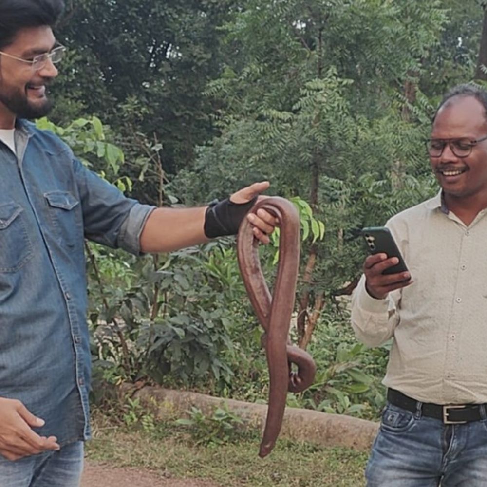 रायगढ़ में मिला दुर्लभ प्रजाति का ‘रेड सैंड बोआ’ सांप:10 सालों में देखा गया, सर्प रक्षक समिति ने सुरक्षित जंगल में छोड़ा