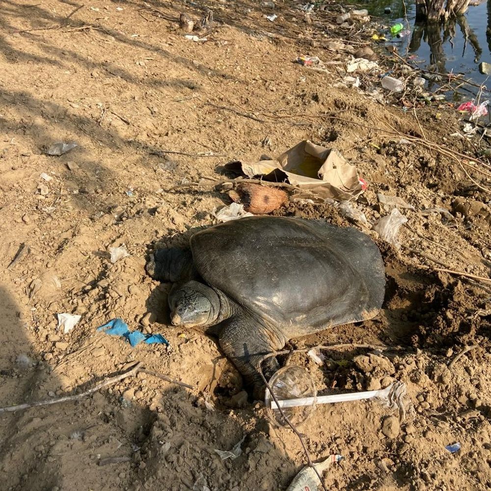 जलमहल पर घायल कछुए की सूचना पर पहुंची रेस्क्यू टीम:प्रजनन प्रक्रिया के दौरान नहीं किया हस्तक्षेप; पानी में लौटने तक रखी निगरानी