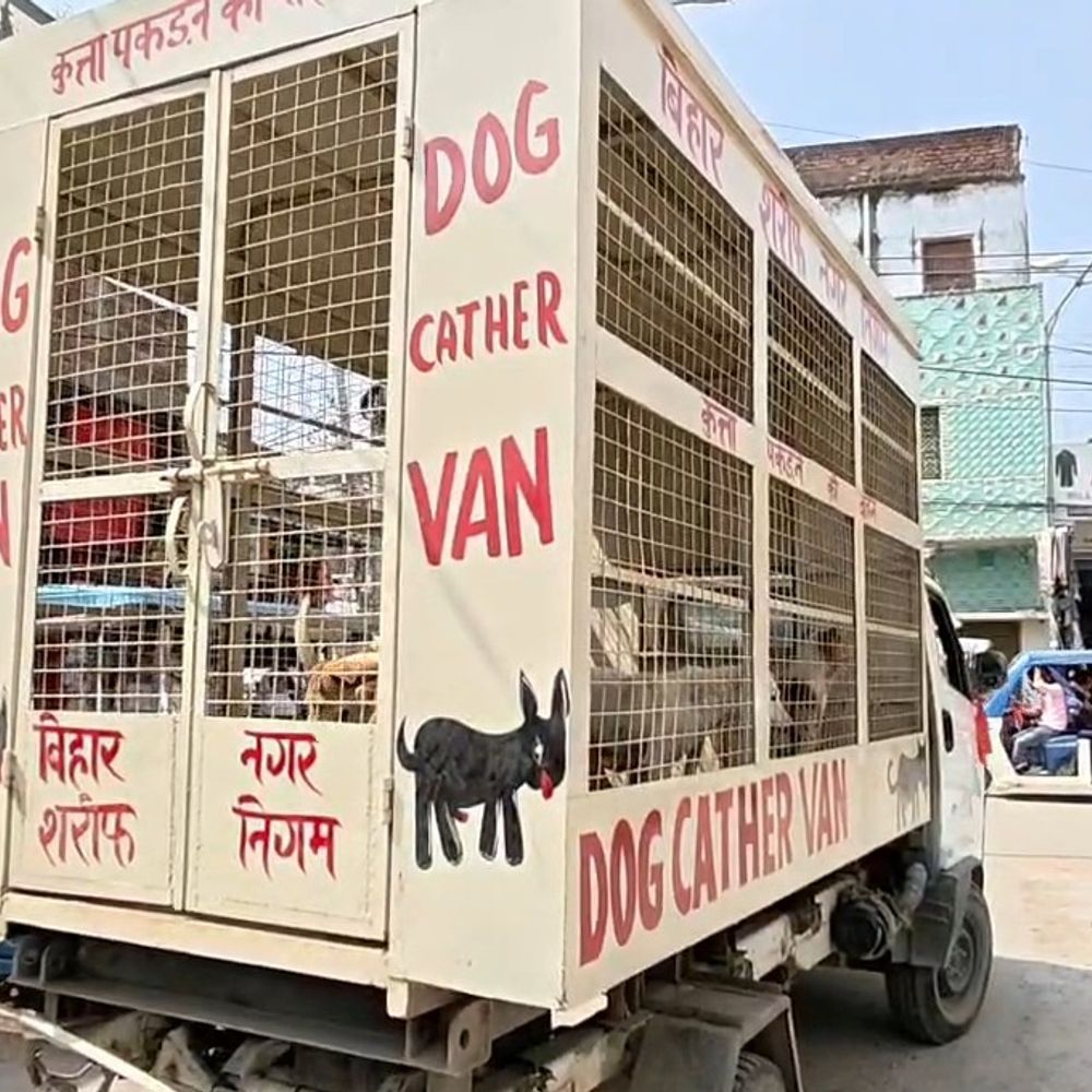 बिहारशरीफ- आवारा कुत्तों ने नवमी पर 110 लोगों को नोंचा:नगर निगम पर लापरवाही का आरोप, सदर अस्पताल के डिप्टी सुपरिटेंडेंट बोले- पर्याप्त मात्रा में एंटी-रेबीज वैक्सीन मौजूद