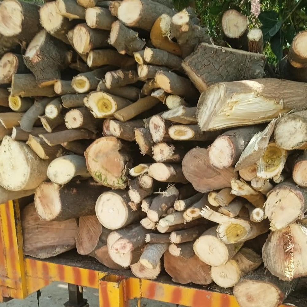 महम थाने में पेड़ कटाई को लेकर विवाद:SHO-मुंशी के खिलाफ सीएम को शिकायत; शिकायतकर्ता बोला- गाड़ी में भरी लकड़ियां