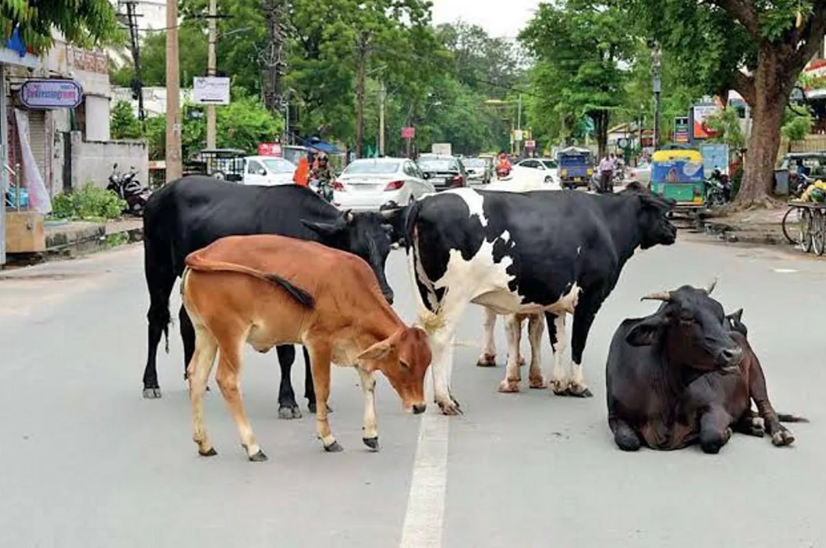 सड़कों पर घूमने वाले 10 हजार मवेशियों के गले में बांधे जाएंगे रेडियम बेल्ट