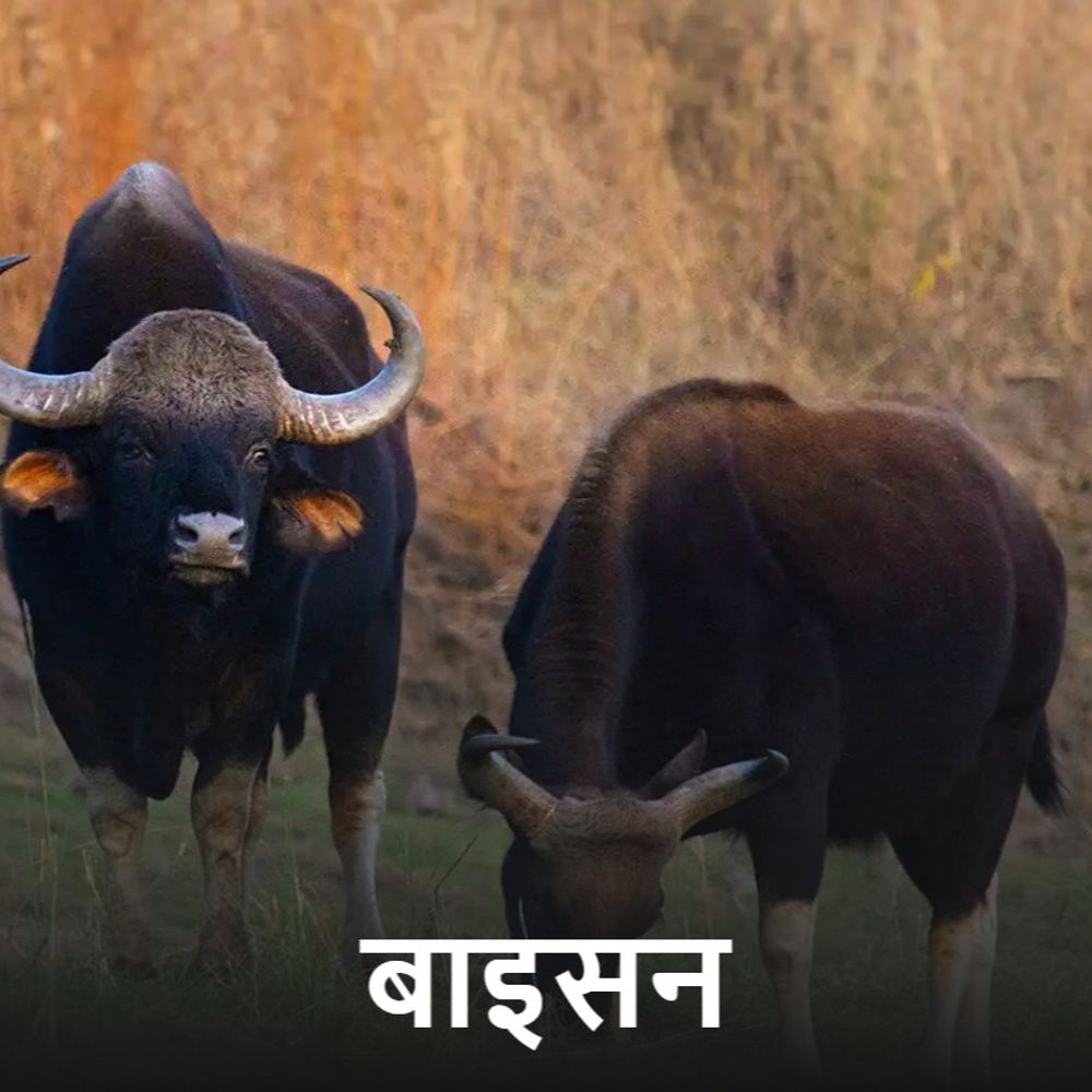 कानपुर चिड़ियाघर में बाइसन की मौत:2 जंगली भैंस के बीच लड़ाई में पेट में घुसा सींग, ज्यादा खून बहना बना कारण