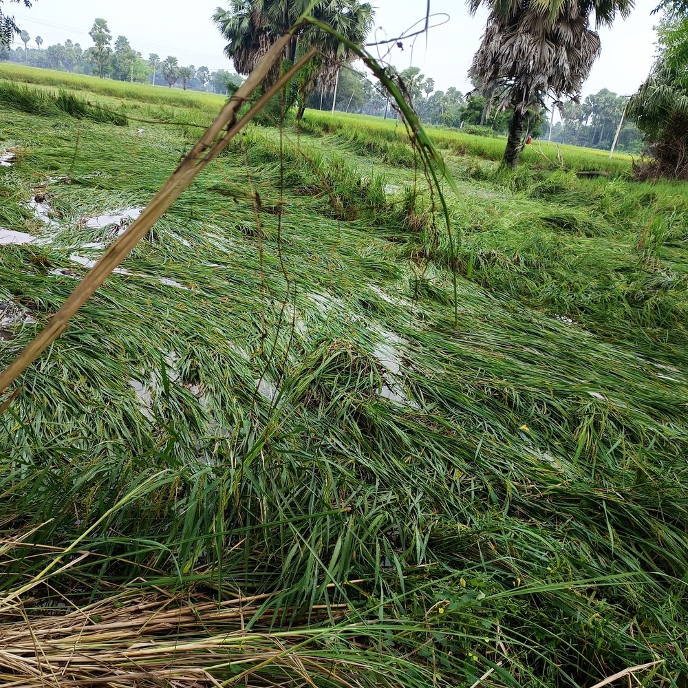 बारिश से धान की फसल डूबी:जहानाबाद में किसानों ने मुआवजे की मांग की