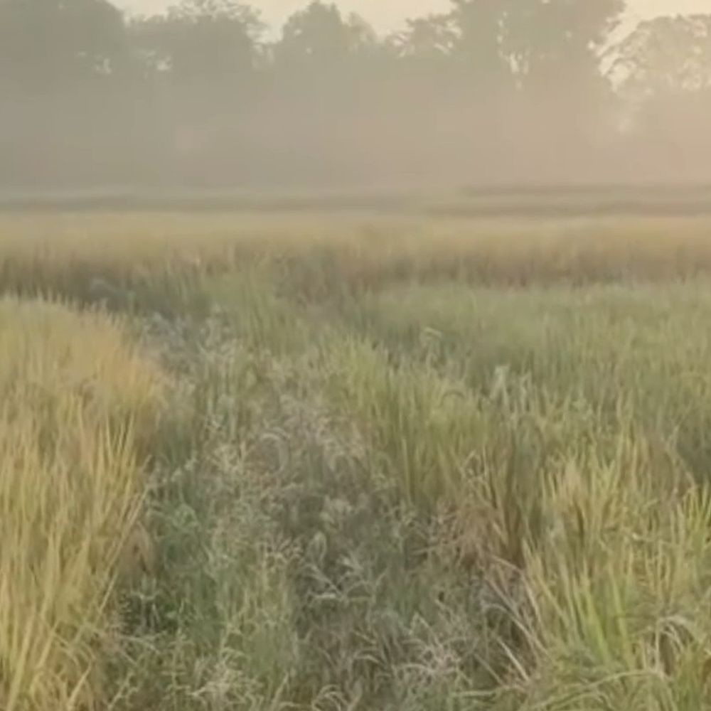 गुमला के कामडरा में 23 हाथियों का झुंड पहुंचा:झुंड में 5 बच्चे भी शामिल, 6 दिन से फसलें रौंद रहे; ग्रामीण रातभर जागने को मजबूर