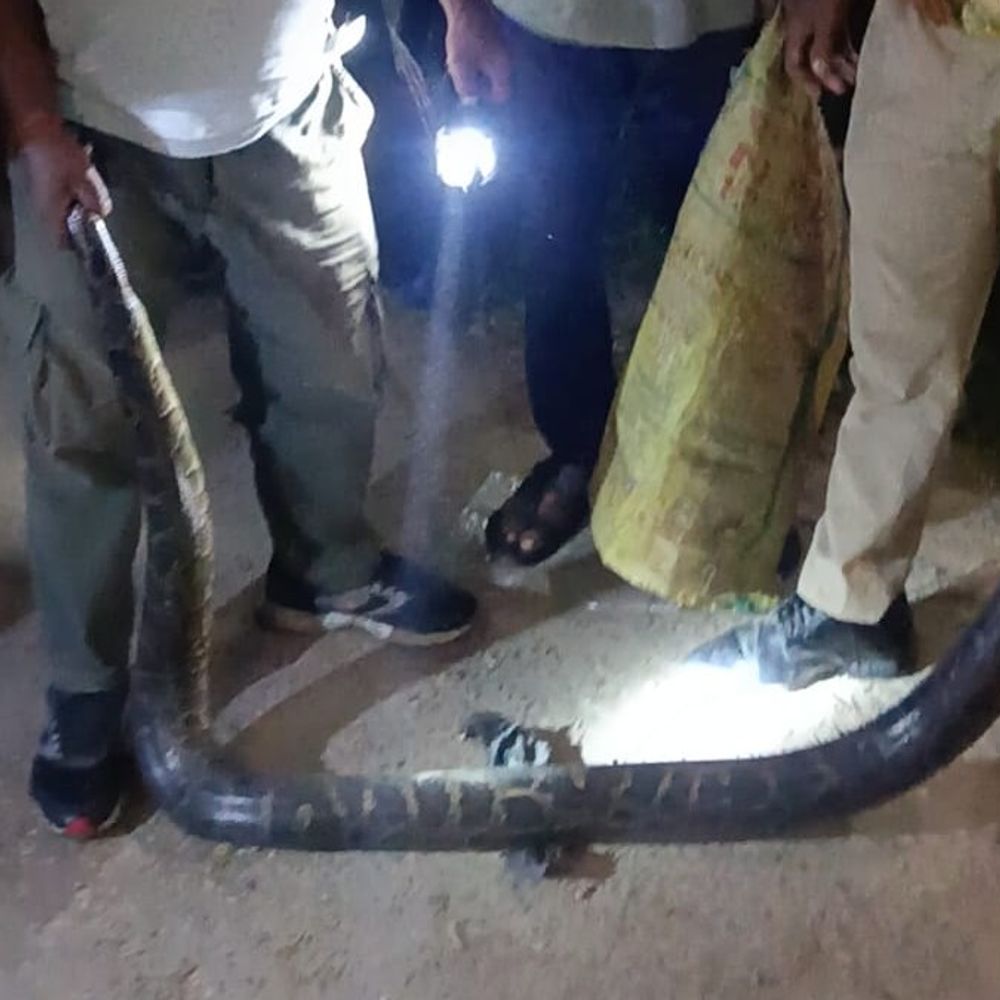 पीलीभीत में शिव मंदिर के पास दिखा विशाल अजगर:वन विभाग ने एक घंटे की मशक्कत के बाद सुरक्षित रेस्क्यू किया, जंगल में छोड़ा