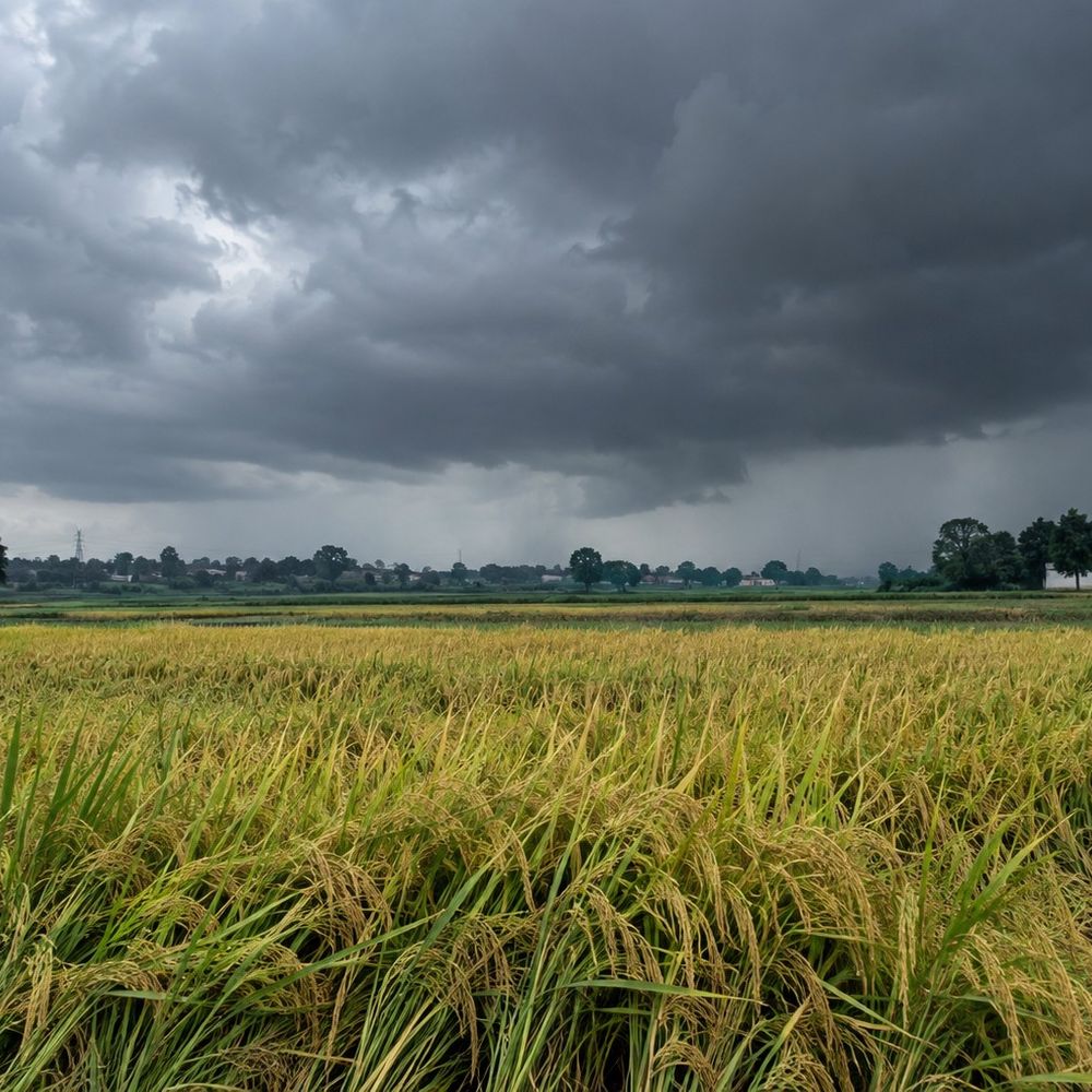 28 अक्टूबर से बदलेगा मौसम, 30 को बारिश की संभावना:बंगाल की खाड़ी में बन रहे तूफान से धान की फसल को नुकसान की आशंका