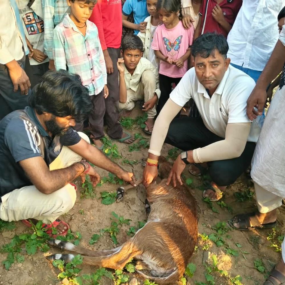 कैलादेवी के खोहरी में कुएं में गिरा हिरण का बच्चा:सिविल डिफेंस टीम ने 30 मिनट में किया रेस्क्यू, इलाज भी कराया