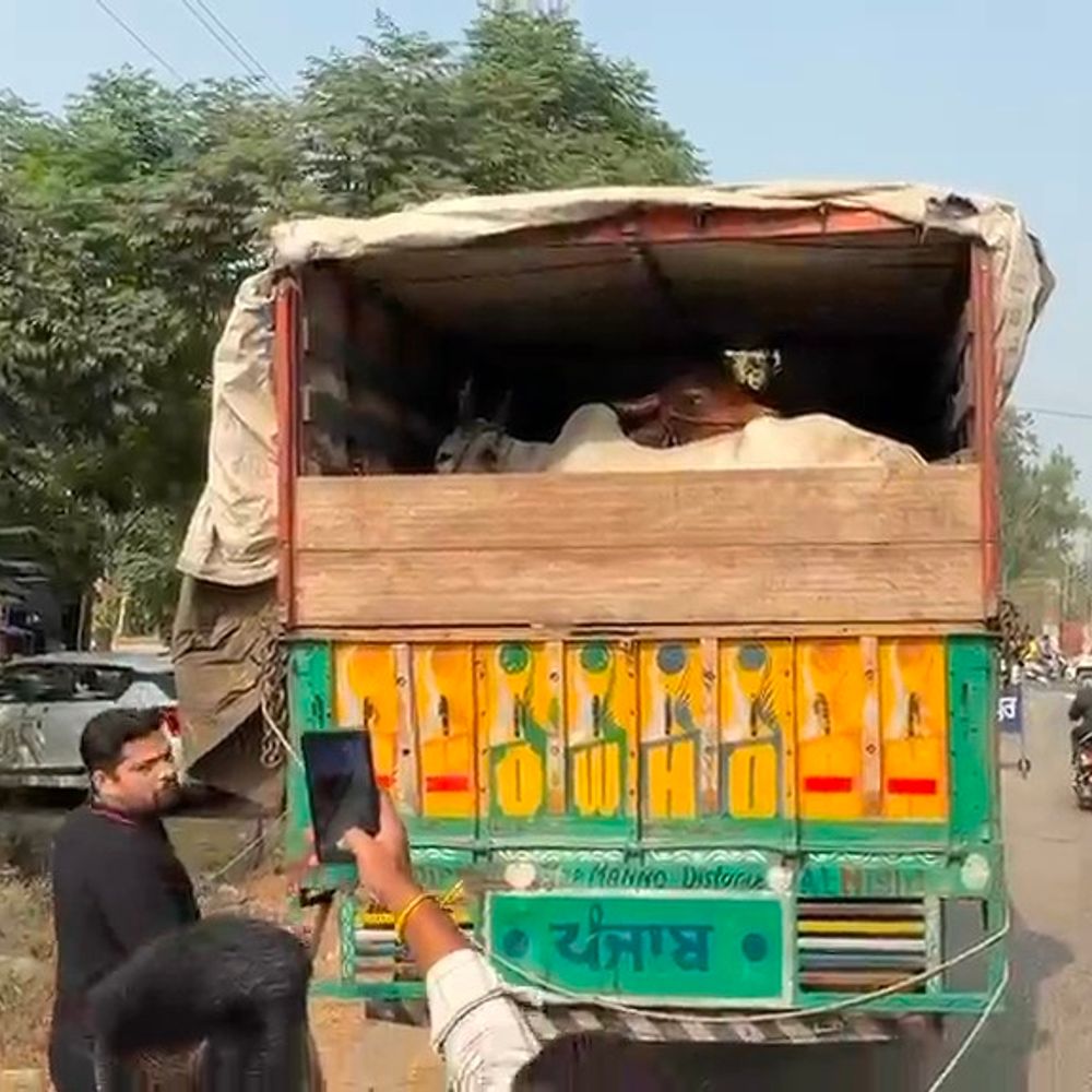गुरदासपुर-गऊ रक्षा दल ने पशुओं से भरा ट्रक पकड़ा:जम्मू-अमृतसर हाईवे पर 13 गाय-बैल बरामद, ड्राइवर जम्मू ले जा रहा था