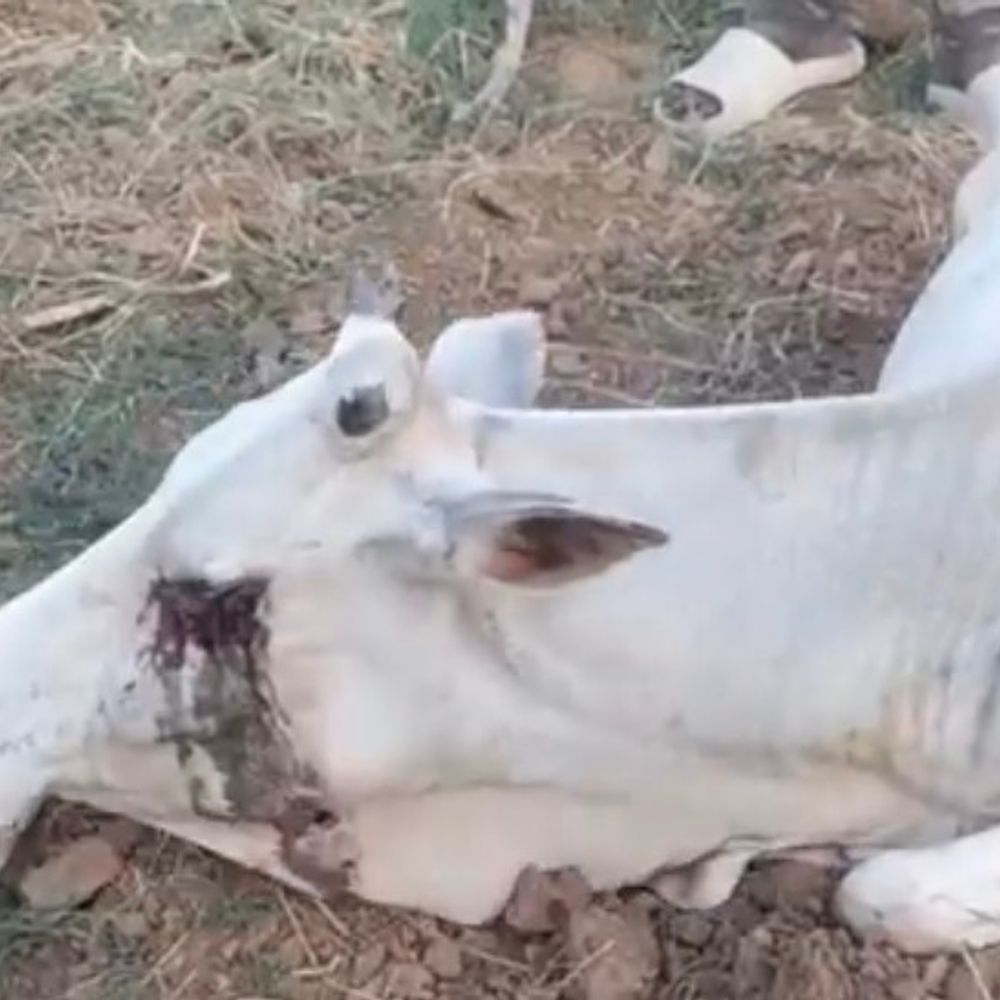 सीधी में गाय से क्रूरता, दोनों आंखें फोड़ीं:लोगों ने दिखाई मानवता, इलाज के लिए शहडोल भेजा; थाने में शिकायत दर्ज