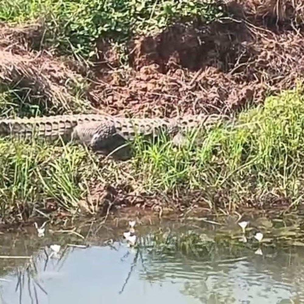 तालाब में दिखा 10 फीट लंबा मगरमच्छ:रात में खेत की मेड़ पर भी आया नजर, ग्रामीणों में दहशत; वन विभाग ने लगाया पिंजरा