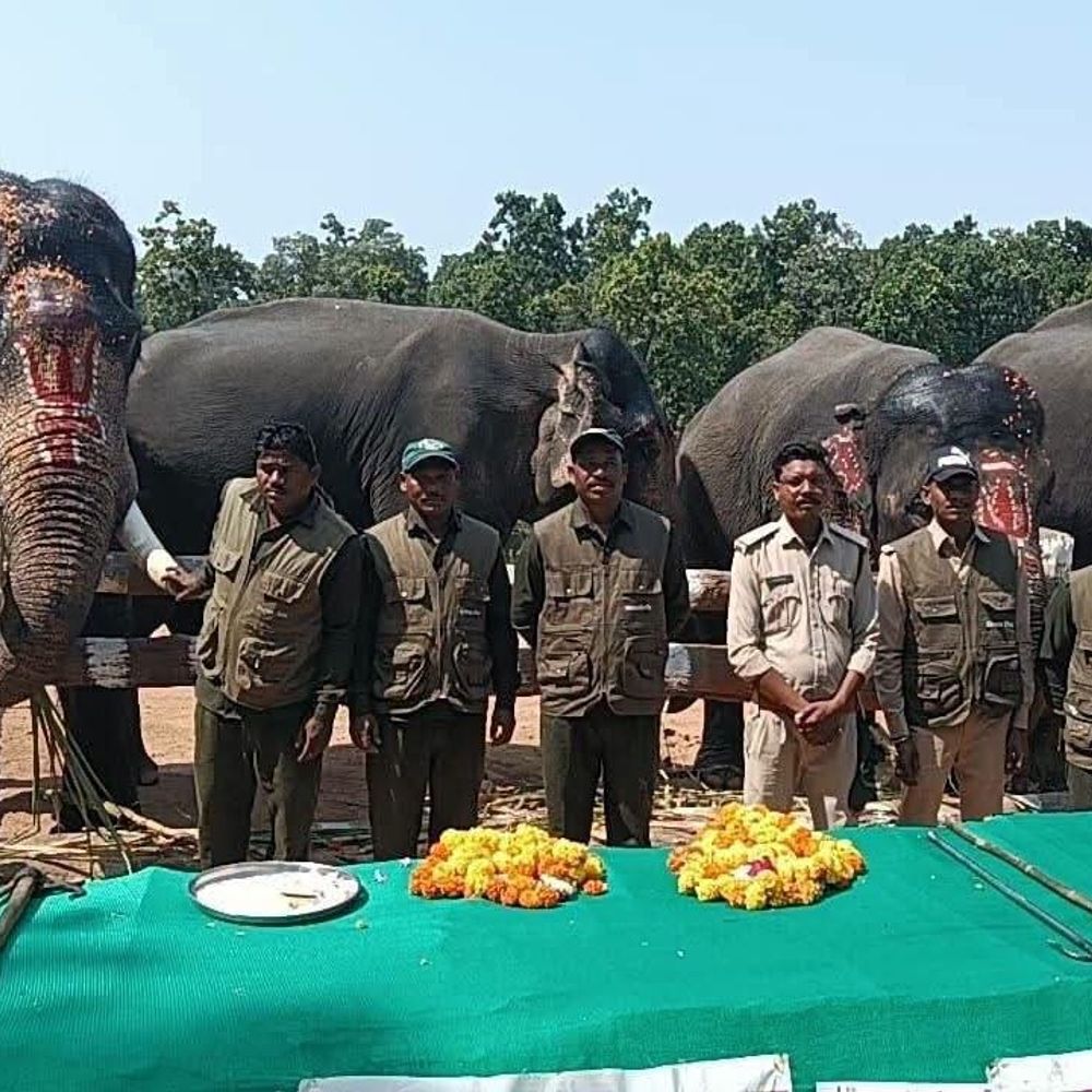 संजय टाइगर रिजर्व में हाथी महोत्सव शुरु:14 तक चलेगा कैंप,फल-गन्ना खिलाकर की गई तेल मालिश, जमकर होगी खातिरदारी
