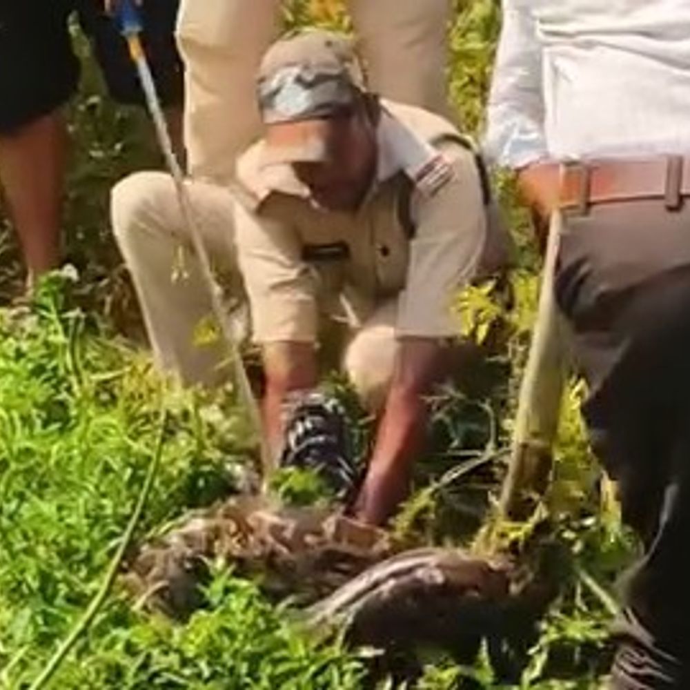 आलीराजपुर में 15 फीट लंबे, 40 वजनी अजगर का रेस्क्यू:आजाद नगर के नाले में लोगों ने देखा, वन विभाग की टीम ने जंगल में छोड़ा